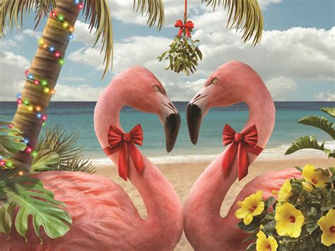 Tropical Christmas Flamingo Christmas Tropical Christmas Florida
