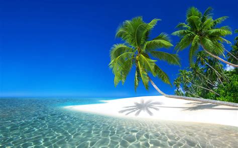 Download Palm Tree Island Beach Sea Seychelles Nature Tropical K Ultra Hd Wallpaper By Atanas