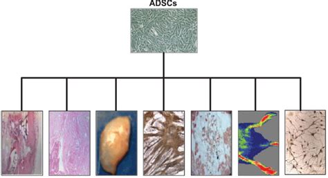 Figure Adipose Tissue Derived Stem Cells Are Multipotent Extending
