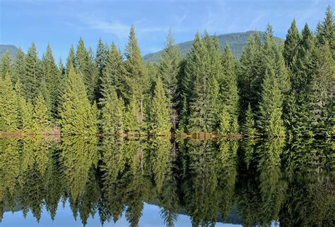 Best Places To Explore The Squamish Rainforest Tourism Squamish