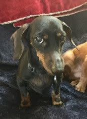 Search for rescue dogs for adoption. View Ad: Dachshund Dog for Adoption near Texas, Dallas ...