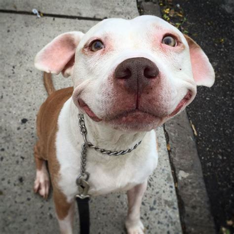 Stray Pit Bull Cant Stop Smiling After He Was Rescued