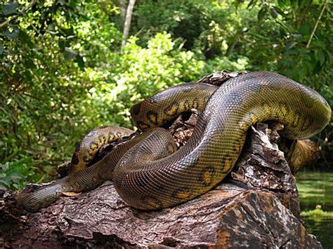Anaconda The Worlds Largest Snake