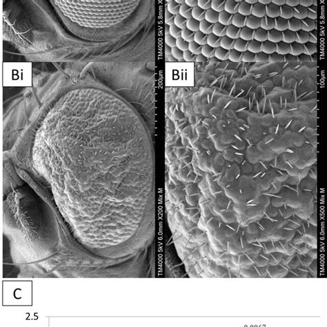 scanning electron micrographs of transgenic drosophila melanogaster at download scientific