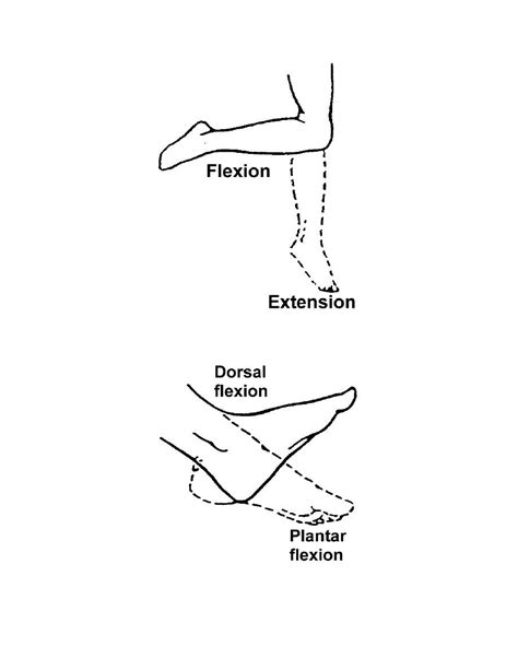 Figure 2 19 Range Of Motion Exercises For The Knee Basic Patient