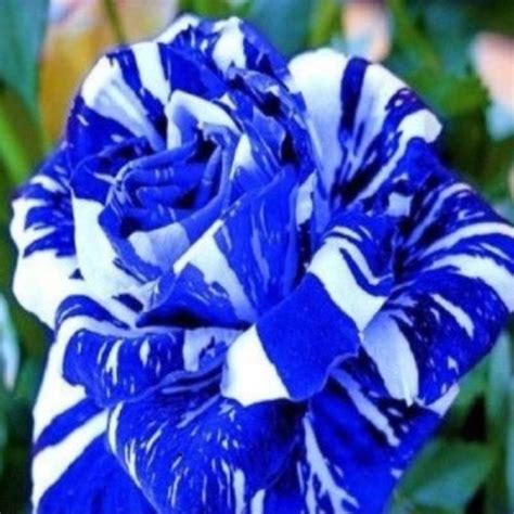 Blue Dragon Rose Bush 20 Seeds~rare Free Same Day Shipping Usa Seller