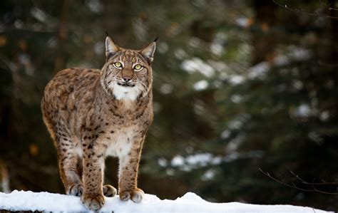 Lynx Wild Cat Carnivore Posture Grace Winter Snow Wallpapers Hd