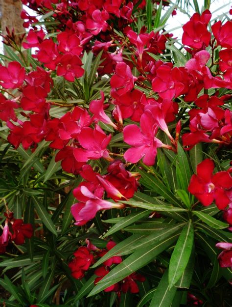 Another attraction was this, about 6 m tall oleander tree (nerium oleander). Oleander: Hardy, Evergreen Southern Beauty (With Pictures ...