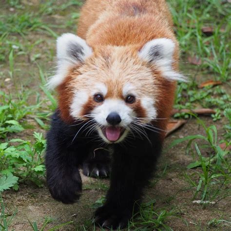 Red Panda At Ishikawa Zoo In Nomi Japan On August 19 2018 Originally