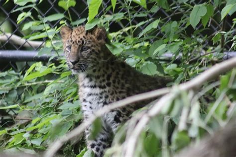 Fantastic — Amur Leopard Cubs Now On Display At The