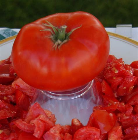 Paragon Livingston Tomato A Comprehensive Guide World Tomato Society