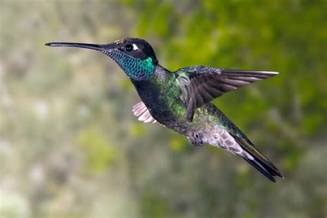 Magnificent Hummingbird Eugenes Fulgens Bird