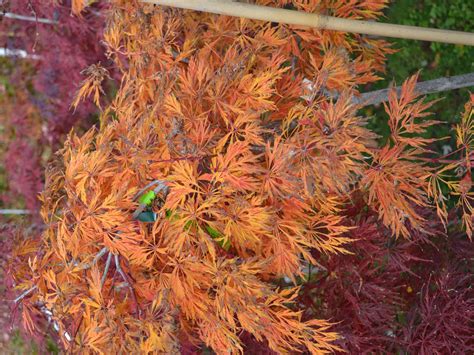 Green Cascade Japanese Maple Fall Color Mikes Backyard Nursery