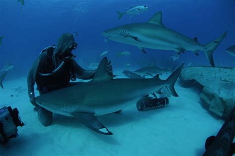 Sharks Feared Or Revered But Rarely Understood Greendustries Environmental Blog