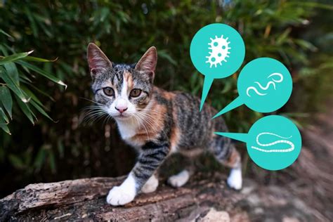 Cómo Tratar Y Prevenir La Presencia De Gusanos En Las Heces De Tu Gato Mascotario