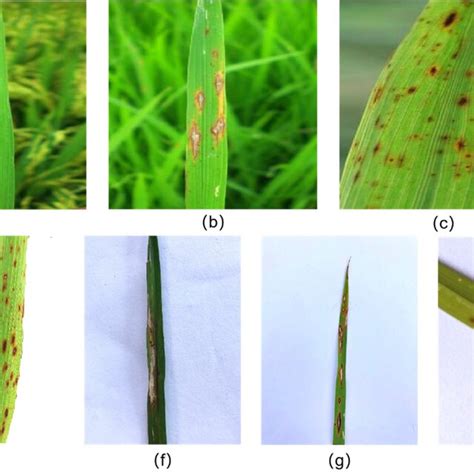Sample Images Of Rice Diseases A Dataset 1 Bacterial Blight B
