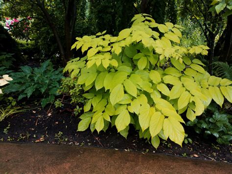 Aralia Cordata Sun King Sun King Japanese Spikenard