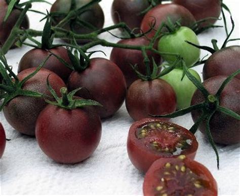 Their deep colors stand out, and they provide more antioxidants than red, orange, or yellow varieties. Gelas hem och tradgard: Fröuppdatering 2010 Tomater