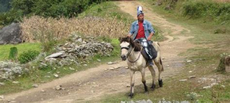 bhotia indian country bred pony india pony breeds horse breeds breeds