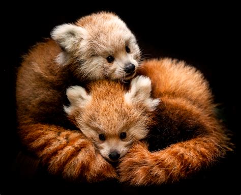 Wiltshire Wildlife Park Welcomes Rare Red Panda Twins Itv News