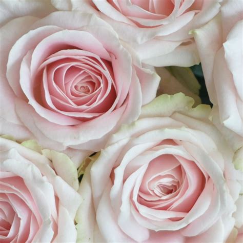 Sweet Avalanche Roses Rose Roses Sweetavalancherose Pinkroses