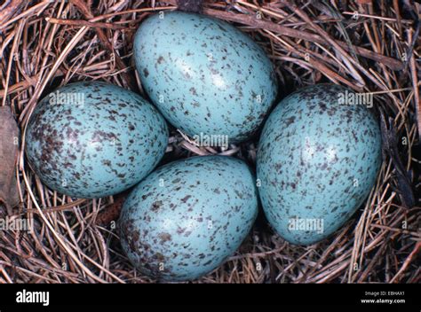 Blackbird Turdus Merula Eggs In Nest Stock Photo Alamy