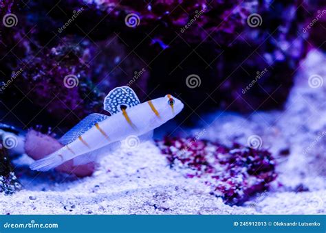 Amblyeleotris Randalli Randall S Prawn Goby Stock Image Image Of