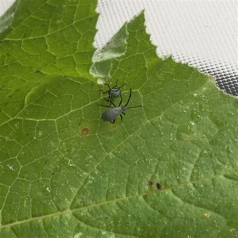 Guide To Vegetable Garden Pests Identification And Organic Controls