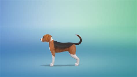 Bowlofpixels The Sims 4 Cap Dog Breeds And Presets Beagle