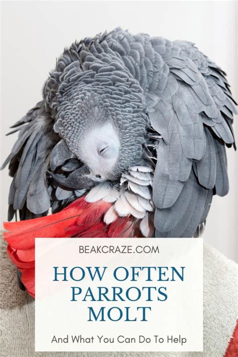 Seasonal molting different species of birds molt at different times, and molting often coincides with the seasons, migrations, nutritional status, or reproductive your bird will naturally feel more defensive and fearful during the molting process. How Often Parrots Molt And What You Can Do To Help - Beak ...