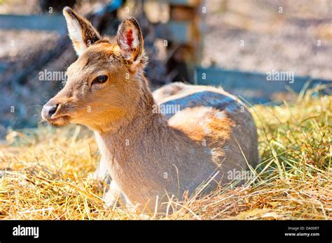 The Female Sika Deer Lies On The Dry Grass Stock Photo Alamy