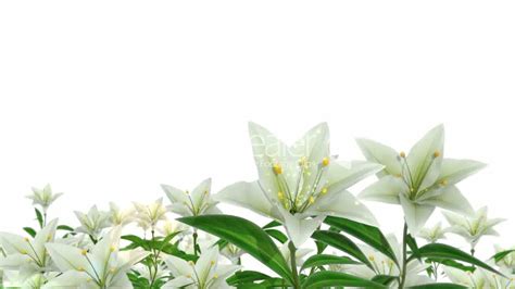 Easter Lilies Wallpaper 48 Images