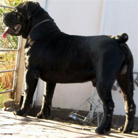 Rottweiler has been successfully mixed with labrador, siberian husky, german shepherd, pit bull, great dane, newfoundland boerboel dog breed. 17 Best images about Boerboel honde on Pinterest | Mastiff ...