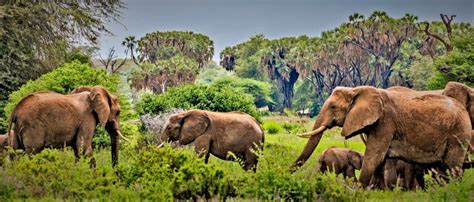 10 Days Exciting Kenya Safari Holiday Tours