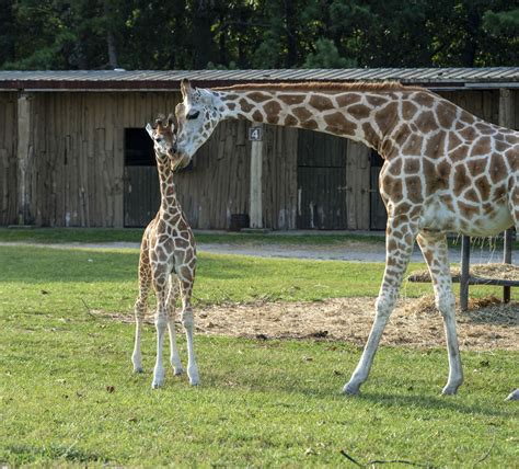 Adorable Baby Giraffe Born At Six Flags Is 4th Calf In Wild Safari Baby