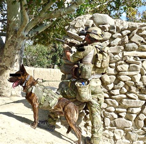 Mwd Military Working Dog Working With The 75th Ranger Regiment In