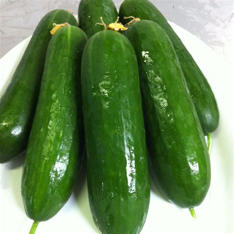 Lebanese Cucumber Seeds Most Popular Seeds