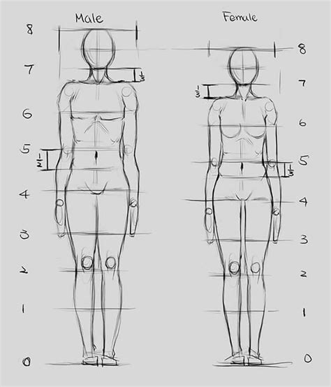 20 Human Anatomy Drawing Ideas And Pose References Artofit
