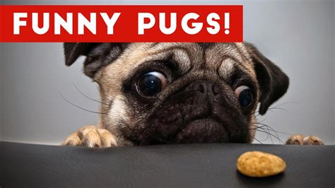 The Funniest And Cutest Pug Home Videos Weekly Compilation Funny Pet