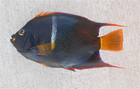 King Angelfish Mexican
