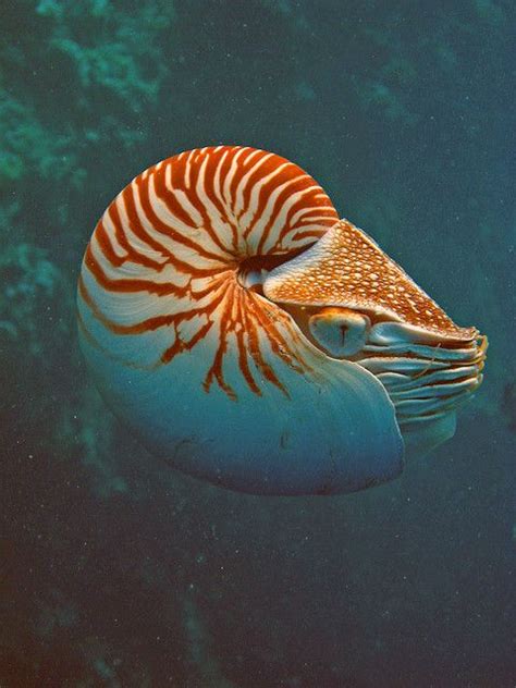 55 Best Images About Nature Nautilus On Pinterest Sea Shells