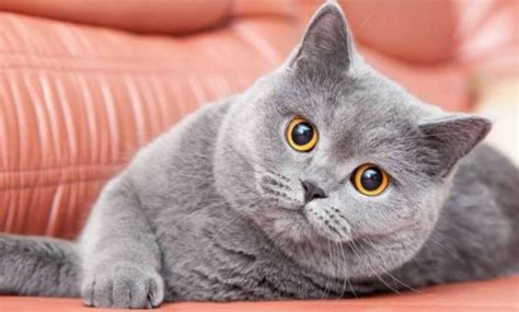 Memang terbukti jika kucing jenis ini sudah pernah. Kucing British Shorthair : Ciri-ciri, Cara merawat dan ...