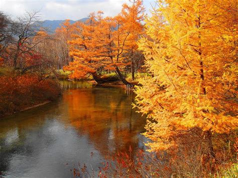 Nikko Autumn Tree Scenery Pictures Beautiful Landscapes Autumn Trees