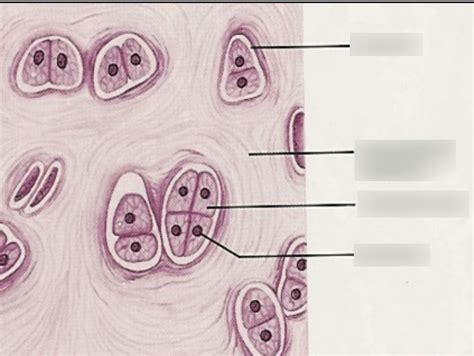 Hyaline Cartilage Diagram Quizlet