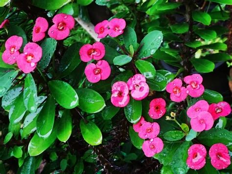 Orchidaceae กล้วยไม้สกุลหวาย กล้วยไม้ไทย กลิ่นหอมฉุน ดอกมีกลิ่นหอมฉุนคล้ายข้าวสุกใหม่ ดอกสีขาว นกกระยาง. Bloggang.com : ภาวิดา คนบ้านป่า : โป๊ยเซียนดอกจิ๋วๆต้นไหน ...