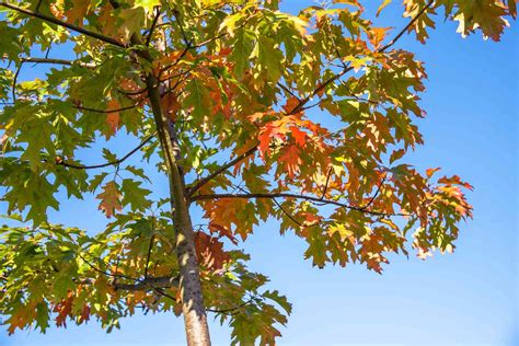 How To Plant A Red Oak Tree My Heart Lives Here