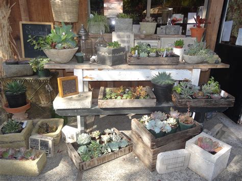 Succulent Inspiration At Emily Joubert Home And Garden