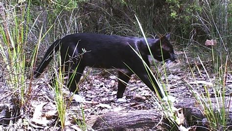 Macarthur Panther Are We Really Seeing Large Feral Cats News Local
