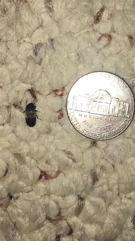Found This In My Bedroom Eastern Connecticut Rwhatsthisbug