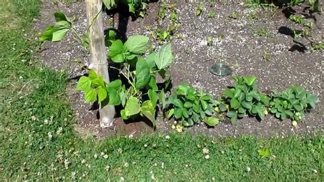 Pods are oval, thick, gently curved, meaty and tender. Kentucky Wonder Pole Beans June -26-12 Zone 5a Video 3 ...